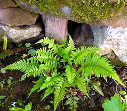 Photos Polystichum tsussimense - 